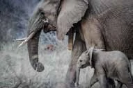 Elefante adulto y su cría
